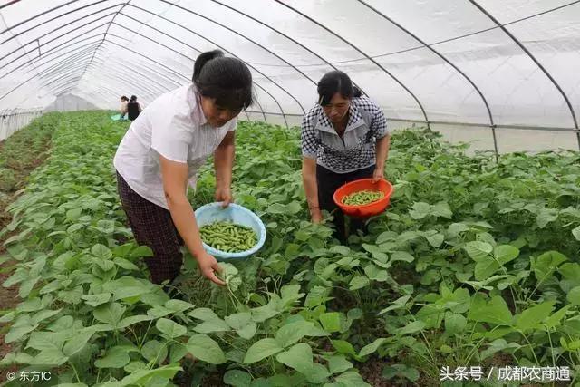 3万多亩大豆养“害虫”，一份卖到1000多