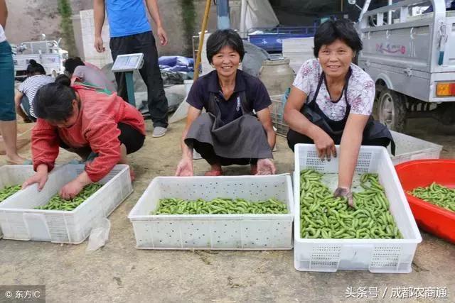 3万多亩大豆养“害虫”，一份卖到1000多