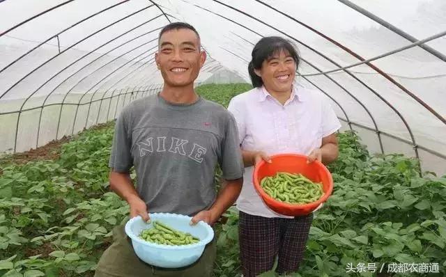 3万多亩大豆养“害虫”，一份卖到1000多