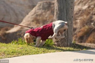 ​狗狗精力太旺盛怎么办？除了散步，善用玩具也能帮它快速消耗精力 狗狗精力过剩