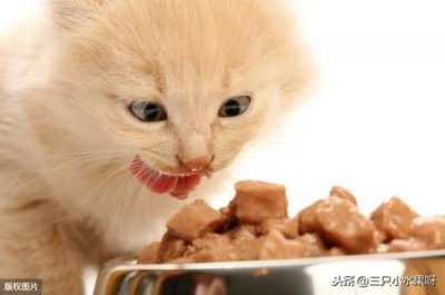 ​猫咪呼吸特别急促是因为什么猫为什么呼吸急促